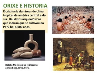ORIXE E HISTORIA 
É orixinaria das áreas de clima 
tropical de américa central e do 
sur. Hai datos arqueolóxicos 
que indican que se cultivou no 
Perú hai 4.000 anos. 
Botella Mochica que representa 
a mandioca. Lima, Perú. 
 