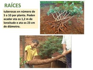 RAÍCES 
tuberosas en número de 
5 a 10 por planta. Poden 
acadar ata os 1,2 m de 
lonxitude e ata os 23 cm 
de diámetro. 
 