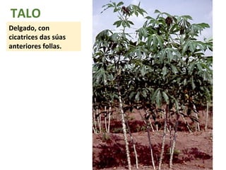 TALO 
Delgado, con 
cicatrices das súas 
anteriores follas. 
 