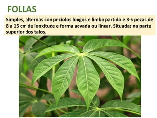 FOLLAS 
Simples, alternas con peciolos longos e limbo partido e 3-5 pezas de 
8 a 15 cm de lonxitude e forma aovada ou linear. Situadas na parte 
superior dos talos. 
 