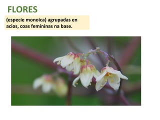 FLORES 
(especie monoica) agrupadas en 
acios, coas femininas na base. 
 