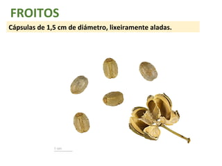 FROITOS 
Cápsulas de 1,5 cm de diámetro, lixeiramente aladas. 
 