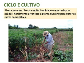 CICLO E CULTIVO 
Planta perenne. Precisa moita humidade e non resiste as 
xeadas. Xeralmente arrancase a planta dun ano para obter as 
raíces comestibles. 
 