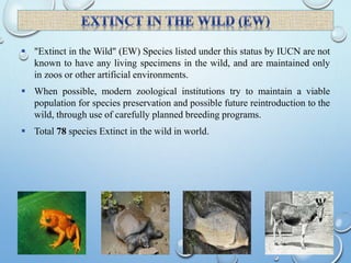  "Extinct in the Wild" (EW) Species listed under this status by IUCN are not
known to have any living specimens in the wild, and are maintained only
in zoos or other artificial environments.
 When possible, modern zoological institutions try to maintain a viable
population for species preservation and possible future reintroduction to the
wild, through use of carefully planned breeding programs.
 Total 78 species Extinct in the wild in world.
 