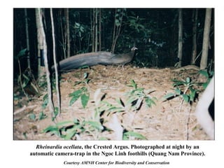 Rheinardia ocellata, the Crested Argus. Photographed at night by an
automatic camera-trap in the Ngoc Linh foothills (Quang Nam Province).
Courtesy AMNH Center for Biodiversity and Conservation
 