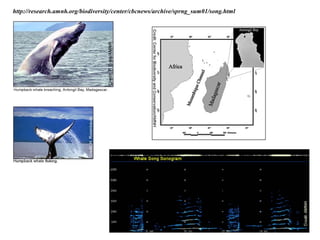 http://research.amnh.org/biodiversity/center/cbcnews/archive/sprng_sum01/song.html
 