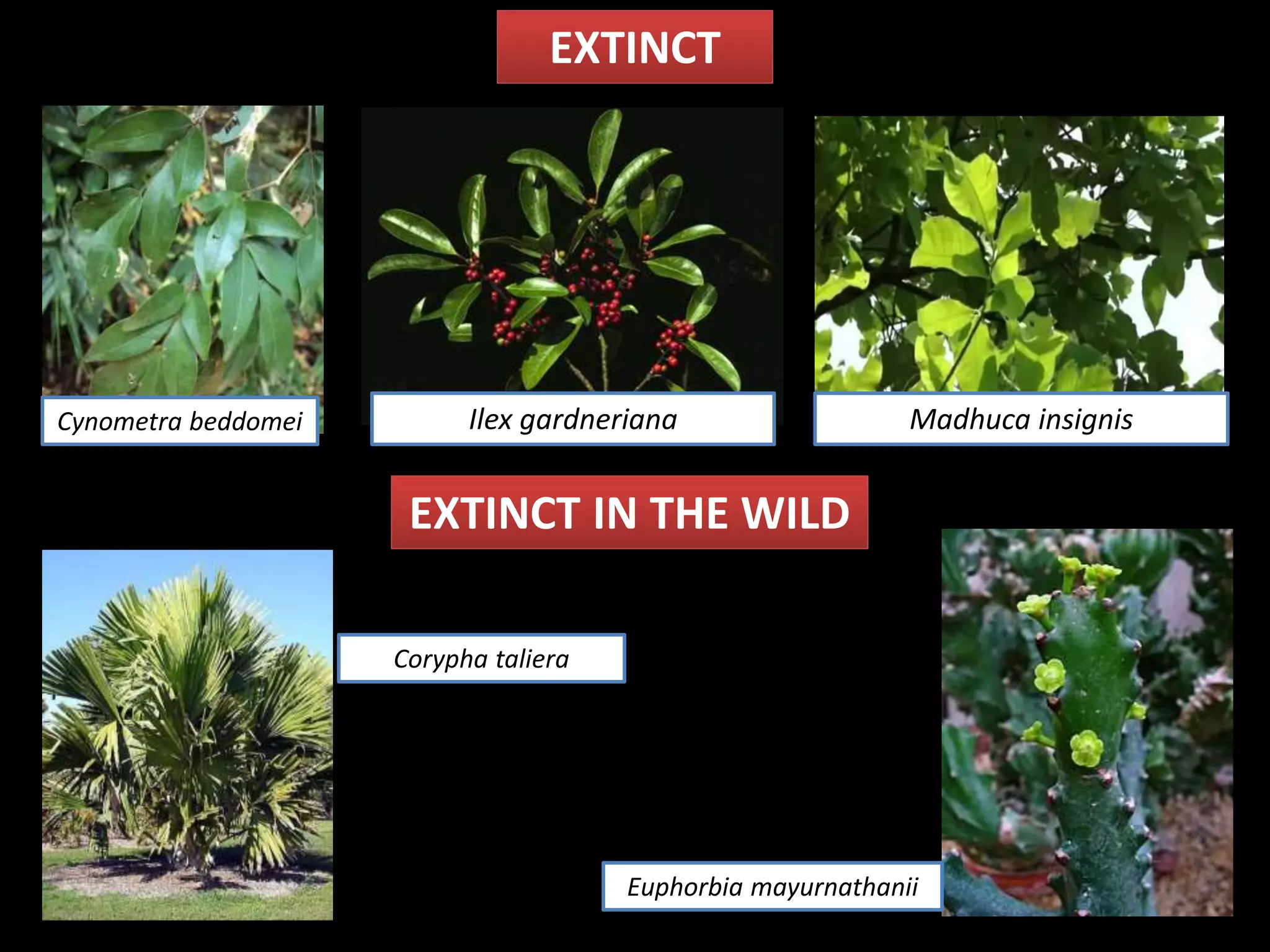 Cynometra beddomei Ilex gardneriana Madhuca insignis
EXTINCT
EXTINCT IN THE WILD
Corypha taliera
Euphorbia mayurnathanii
 