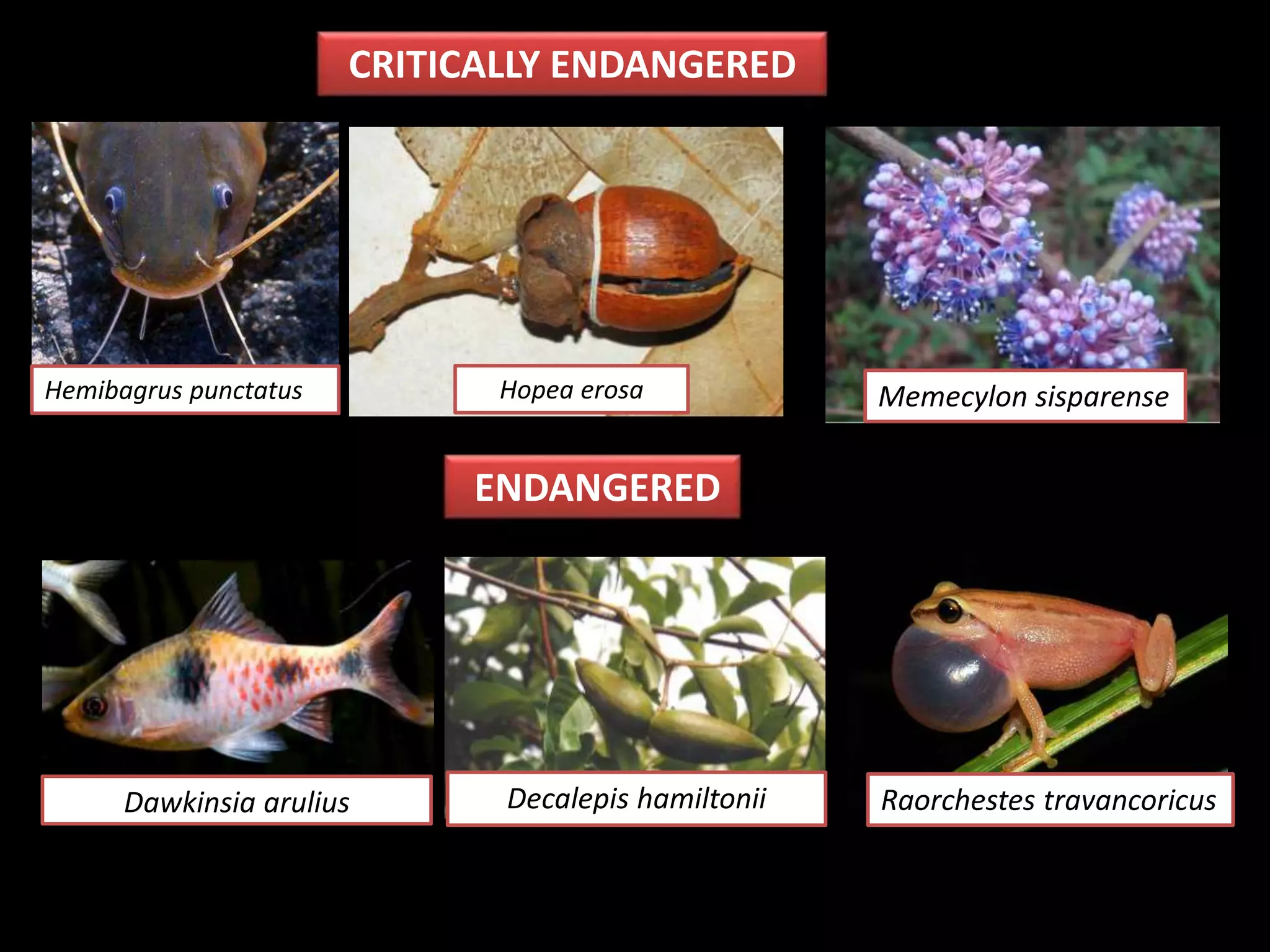 ENDANGERED
CRITICALLY ENDANGERED
Hemibagrus punctatus Hopea erosa Memecylon sisparense
Dawkinsia arulius Decalepis hamiltonii Raorchestes travancoricus
 