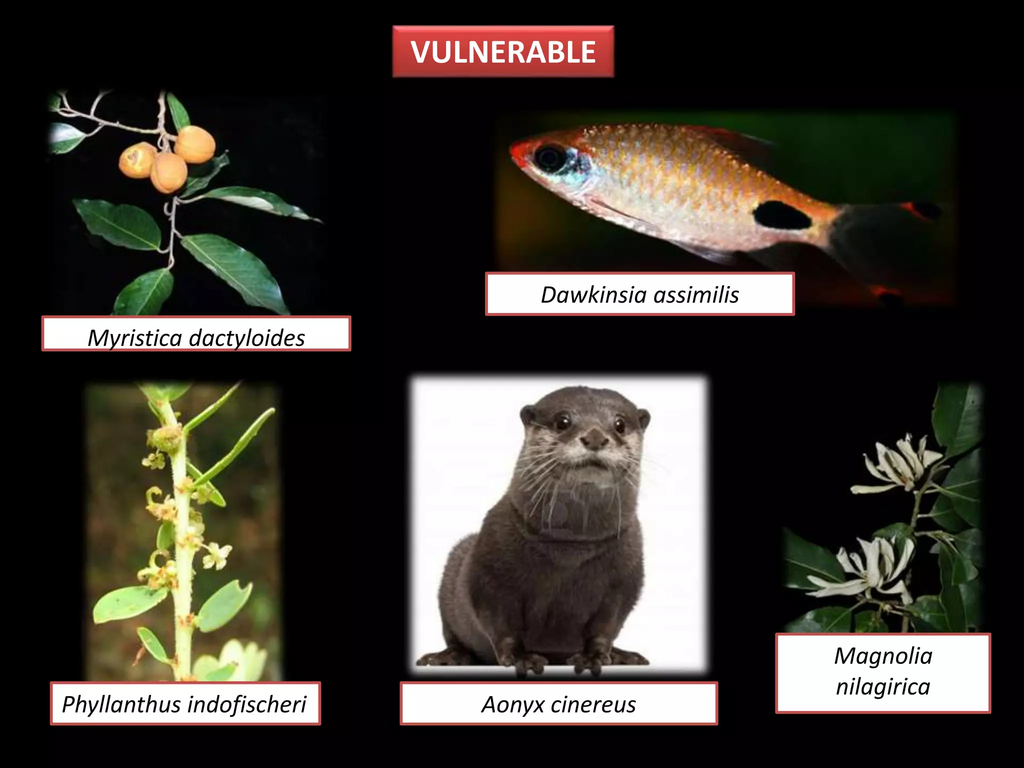 VULNERABLE
Aonyx cinereus
Magnolia
nilagirica
Dawkinsia assimilis
Myristica dactyloides
Phyllanthus indofischeri
 