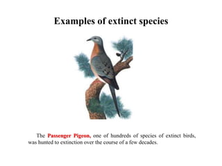 Examples of extinct species
The Passenger Pigeon, one of hundreds of species of extinct birds,
was hunted to extinction over the course of a few decades.
 