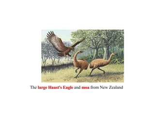 The large Haast's Eagle and moa from New Zealand
 