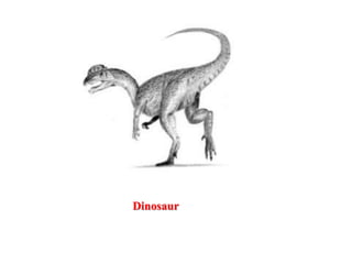 Dinosaur
 