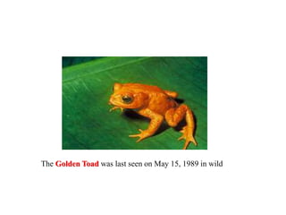The Golden Toad was last seen on May 15, 1989 in wild
 
