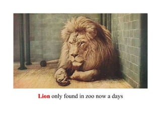 Lion only found in zoo now a days
 