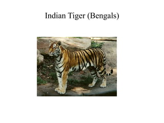 Indian Tiger (Bengals)
 