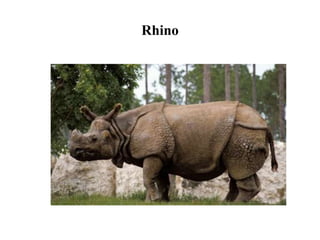 Rhino
 