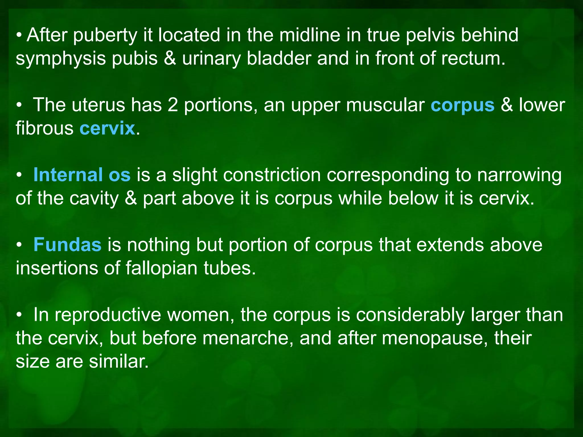 • After puberty it located in the midline in true pelvis behind
symphysis pubis & urinary bladder and in front of rectum.

• The uterus has 2 portions, an upper muscular corpus & lower
fibrous cervix.

• Internal os is a slight constriction corresponding to narrowing
of the cavity & part above it is corpus while below it is cervix.

• Fundas is nothing but portion of corpus that extends above
insertions of fallopian tubes.

• In reproductive women, the corpus is considerably larger than
the cervix, but before menarche, and after menopause, their
size are similar.
 