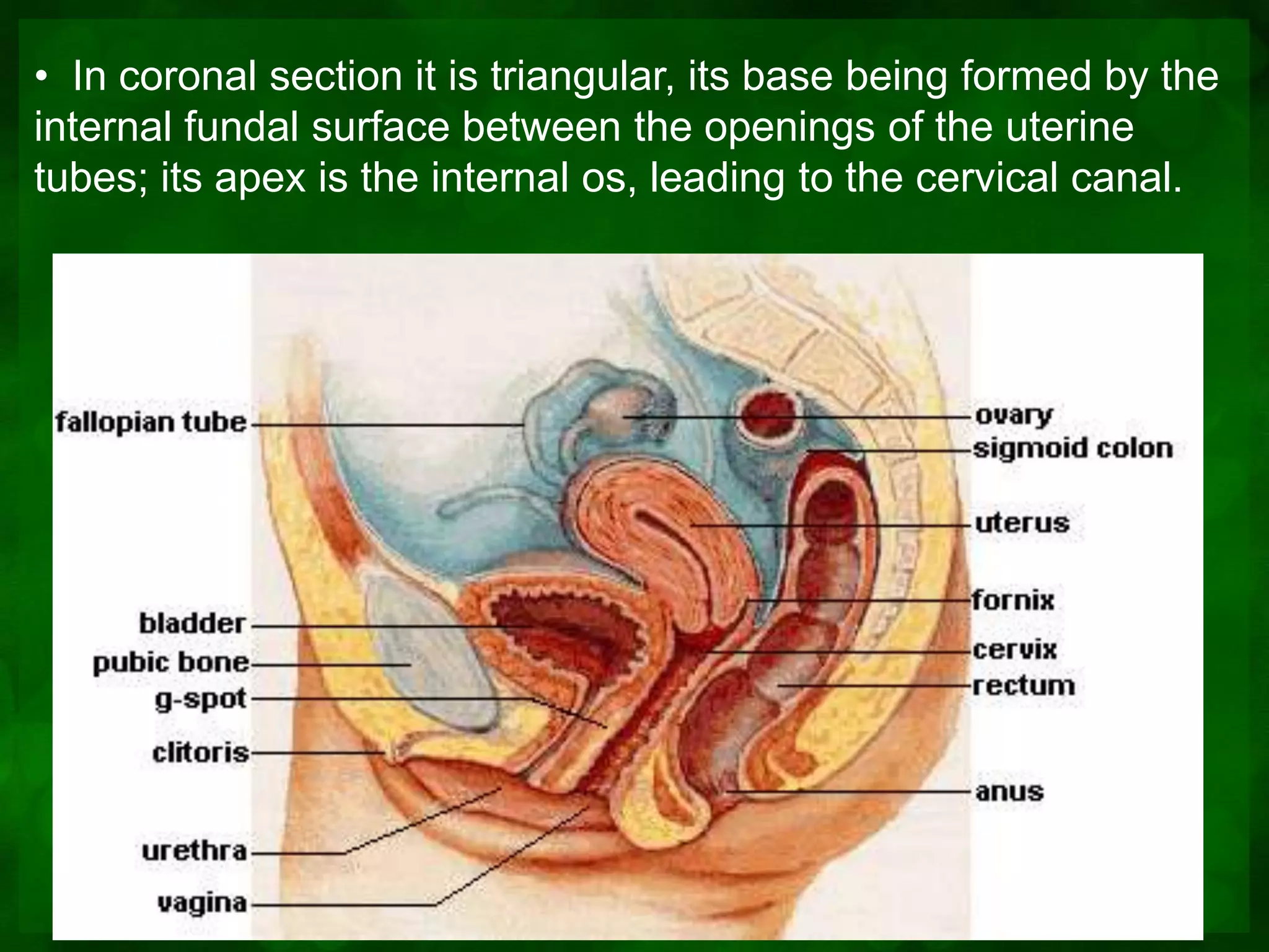 • In coronal section it is triangular, its base being formed by the
internal fundal surface between the openings of the uterine
tubes; its apex is the internal os, leading to the cervical canal.
 