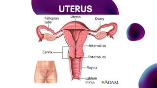 UTERUS
 