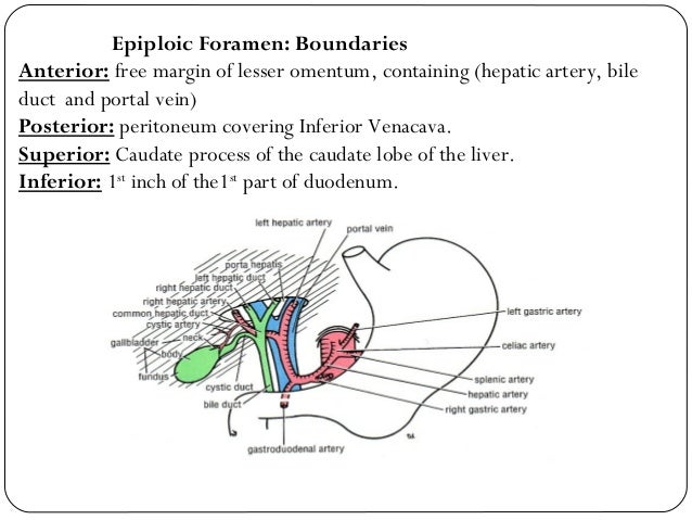 peritoneum and peritoneal cavity