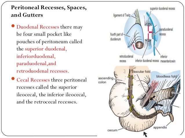 peritoneum and peritoneal cavity