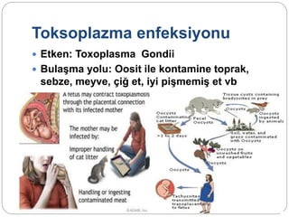 Toksoplazma enfeksiyonu
 Etken: Toxoplasma Gondii
 Bulaşma yolu: Oosit ile kontamine toprak,
sebze, meyve, çiğ et, iyi pişmemiş et vb
 