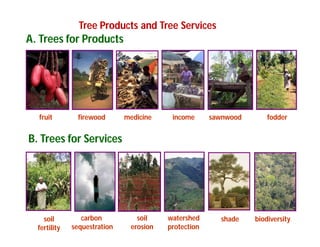 Landscape Approaches to Future Forest and Tree Resources Management
