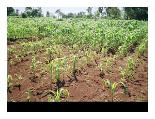 Landscape Approaches to Future Forest and Tree Resources Management