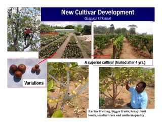 Landscape Approaches to Future Forest and Tree Resources Management