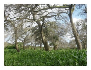 Landscape Approaches to Future Forest and Tree Resources Management