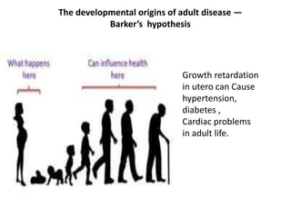 The developmental origins of adult disease —
Barker’s hypothesis
Growth retardation
in utero can Cause
hypertension,
diabetes ,
Cardiac problems
in adult life.
 