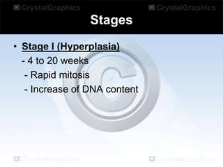 Stages
• Stage I (Hyperplasia)
- 4 to 20 weeks
- Rapid mitosis
- Increase of DNA content

 