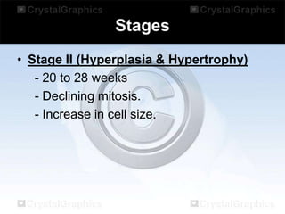 Stages
• Stage II (Hyperplasia & Hypertrophy)
- 20 to 28 weeks
- Declining mitosis.
- Increase in cell size.

 
