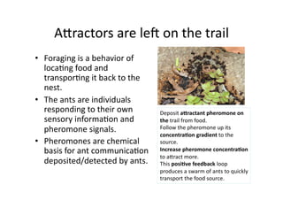 AAractors are leS on the trail  
•  Foraging is a behavior of 
   loca1ng food and 
   transpor1ng it back to the 
   nest. 
•  The ants are individuals 
   responding to their own         Deposit aDractant pheromone on 
   sensory informa1on and          the trail from food.  
   pheromone signals.              Follow the pheromone up its 
                                   concentra,on gradient to the 
•  Pheromones are chemical         source.   
   basis for ant communica1on      Increase pheromone concentra,on 
                                   to aAract more.  
   deposited/detected by ants.     This posi,ve feedback loop 
                                   produces a swarm of ants to quickly 
                                   transport the food source.  
 