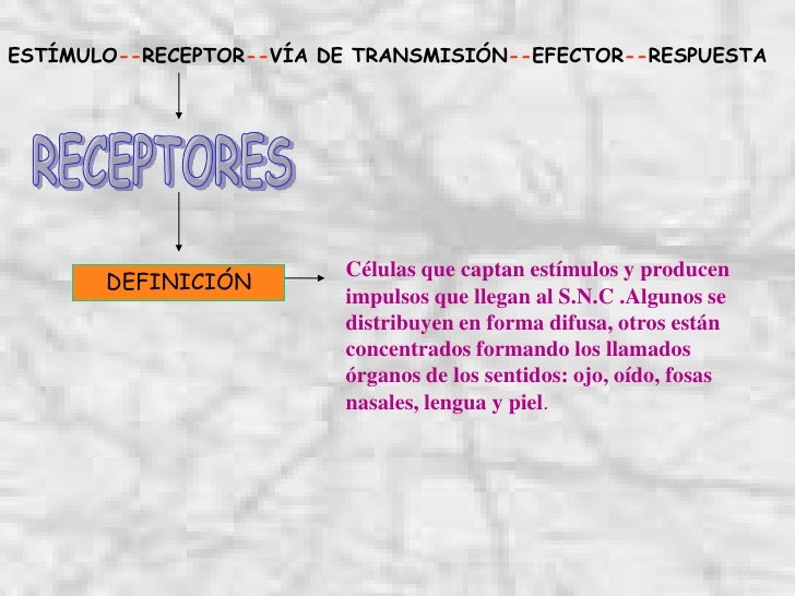 TODO SOBRE unidad el sistema nervioso