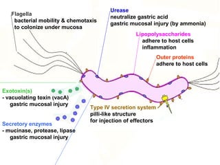 Urease
neutralize gastric acid
gastric mucosal injury (by ammonia)
Outer proteins
adhere to host cells
Lipopolysaccharides
adhere to host cells
inflammation
Flagella
bacterial mobility & chemotaxis
to colonize under mucosa
Exotoxin(s)
- vacuolating toxin (vacA)
gastric mucosal injury
Secretory enzymes
- mucinase, protease, lipase
gastric mucosal injury
Type IV secretion system
pilli-like structure
for injection of effectors
 