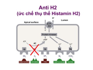 Anti H2
(ức chế thụ thể Histamin H2)
 