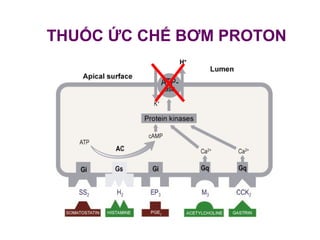 THUỐC ỨC CHẾ BƠM PROTON
 