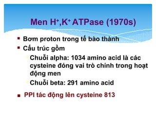 Men H+
,K+
ATPase (1970s)
 Bơm proton trong tế bào thành
 Cấu trúc gồm
 Chuỗi alpha: 1034 amino acid là các
cysteine đóng vai trò chính trong hoạt
động men
 Chuỗi beta: 291 amino acid
■ PPI tác động lên cysteine 813
 
