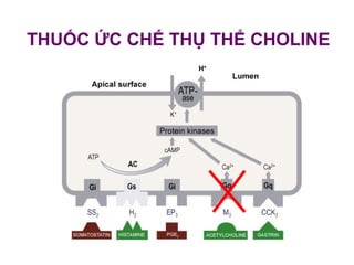 THUỐC ỨC CHẾ THỤ THỂ CHOLINE
 