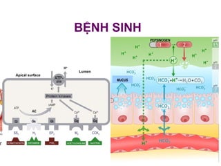 BỆNH SINH
PEPSINOGEN
MUCUS
 