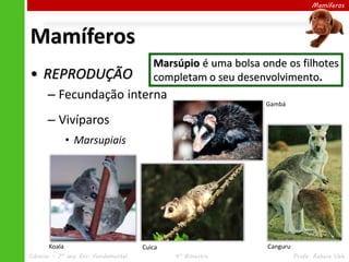 Mamíferos

Mamíferos
• REPRODUÇÃO

Marsúpio é uma bolsa onde os filhotes
completam o seu desenvolvimento.

– Fecundação interna

Gambá

– Vivíparos
• Marsupiais

Koala
Ciências – 7º ano Ens. Fundamental

Canguru

Cuica
4º Bimestre

Profa. Rebeca Vale

 