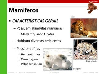 Mamíferos

Mamíferos
Leão.

• CARACTERÍSTICAS GERAIS
– Possuem glândulas mamárias
• Mamam quando filhotes.

– Habitam diversos ambientes
– Possuem pêlos
• Homeotermos
• Camuflagem
• Pêlos sensoriais

Onça pintada.

Urso polar.
Ciências – 7º ano Ens. Fundamental

4º Bimestre

Profa. Rebeca Vale

 