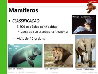 Mamíferos

Mamíferos
Morcego - Quirópteros

• CLASSIFICAÇÃO
– 4.800 espécies conhecidas
• Cerca de 300 espécies na Amazônia

– Mais de 40 ordens

Peixe-boi – Sirênios.
Ciências – 7º ano Ens. Fundamental

Leão – Carnívoros.
4º Bimestre

Elefante - Proboscídeos
Profa. Rebeca Vale

 