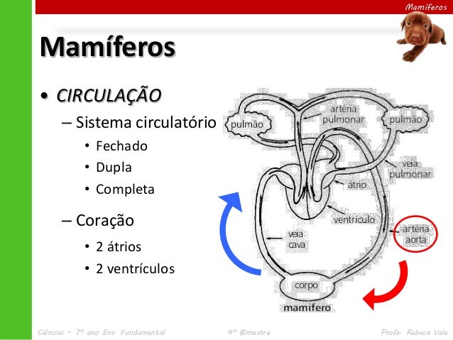 IV.5 mamíferos