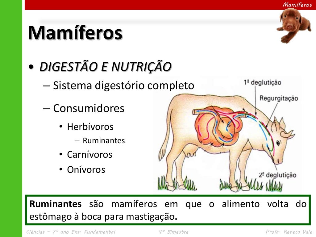Nos Mamiferos Pode Se Encontrar Sangue Rico Em Co2
