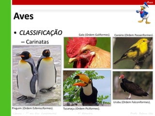 Aves

Aves
• CLASSIFICAÇÃO

Galo (Ordem Galiformes).

Canário (Ordem Passeriformes).

– Carinatas

Urubu (Ordem Falconiformes).
Pinguim (Ordem Esfenisciformes).
Ciências – 7º ano Ens. Fundamental

Tucanaçu (Ordem Piciformes).
4º Bimestre

Profa. Rebeca Vale

 
