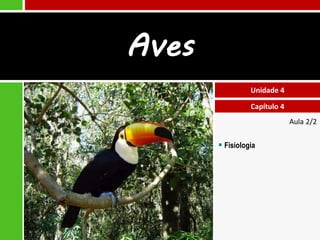 Aves
Unidade 4
Capítulo 4
Aula 2/2

 Fisiologia

 