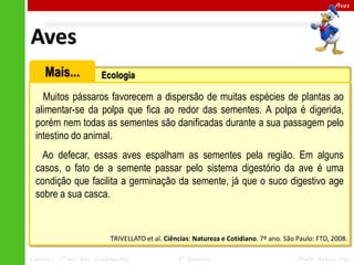 Aves

Aves
Mais...

Ecologia

Muitos pássaros favorecem a dispersão de muitas espécies de plantas ao
alimentar-se da polpa que fica ao redor das sementes. A polpa é digerida,
porém nem todas as sementes são danificadas durante a sua passagem pelo
intestino do animal.
Ao defecar, essas aves espalham as sementes pela região. Em alguns
casos, o fato de a semente passar pelo sistema digestório da ave é uma
condição que facilita a germinação da semente, já que o suco digestivo age
sobre a sua casca.

TRIVELLATO et al. Ciências: Natureza e Cotidiano. 7º ano. São Paulo: FTD, 2008.
Ciências – 7º ano Ens. Fundamental

4º Bimestre

Profa. Rebeca Vale

 