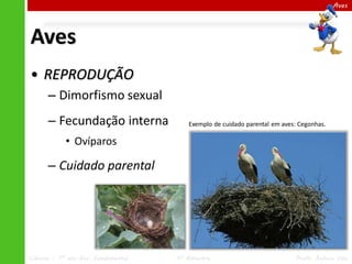 Aves

Aves
• REPRODUÇÃO
– Dimorfismo sexual
– Fecundação interna

Exemplo de cuidado parental em aves: Cegonhas.

• Ovíparos

– Cuidado parental

Ciências – 7º ano Ens. Fundamental

4º Bimestre

Profa. Rebeca Vale

 